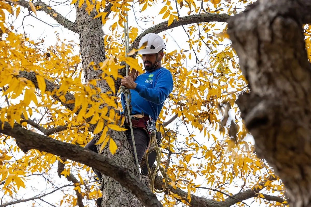 Skilled Tree Pruning crew working in Rotonda West