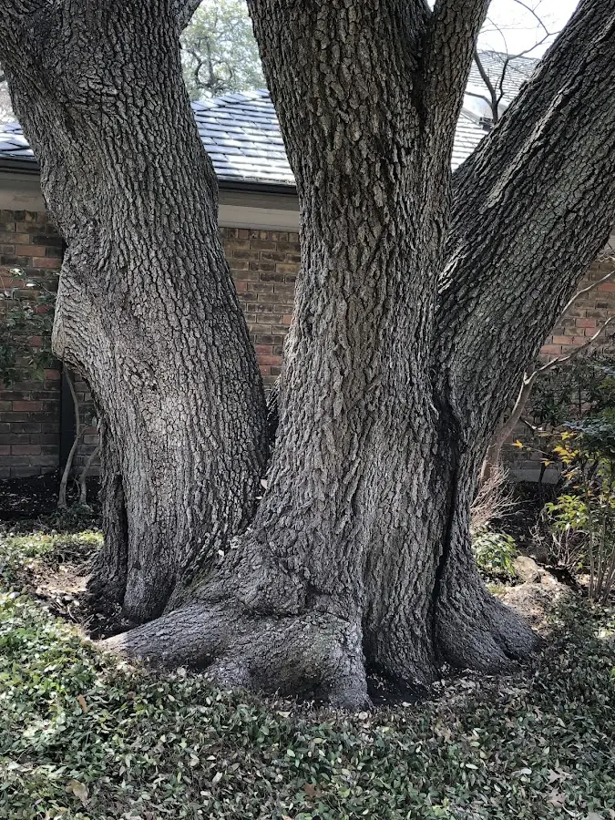 Mature heritage tree close to a Rotonda West property cared for by certified arborists